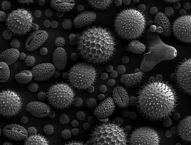 Pollen und Allergien